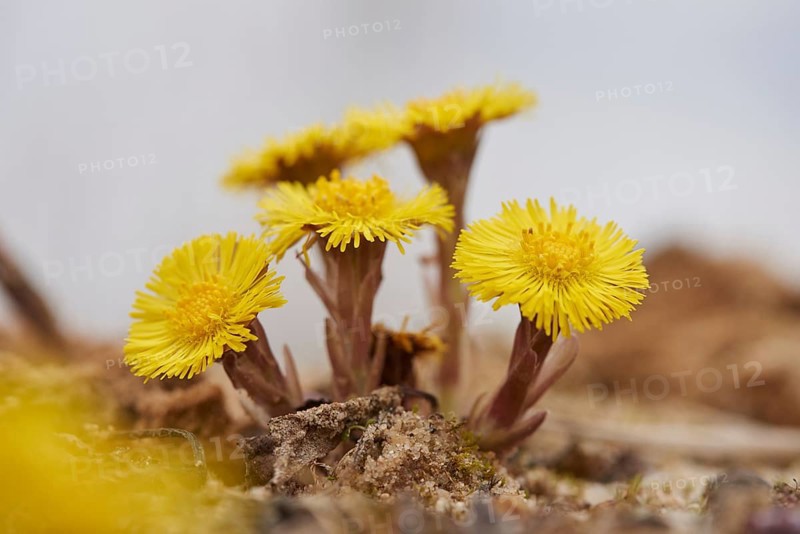 Close-up of coltsfoot (Tussilago farfara) blooming in a sandpit in spring, Bavaria, Germany, Europe