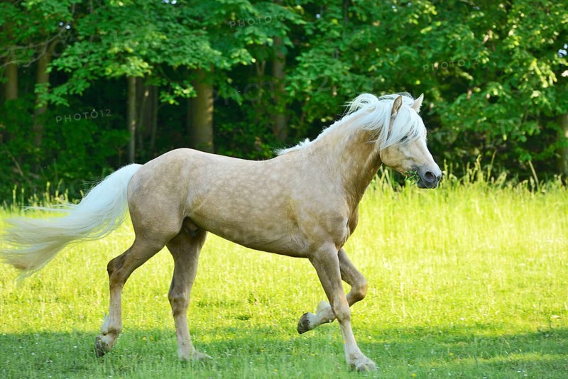 Connemara stallion running on a big paddock, Germany, Europe