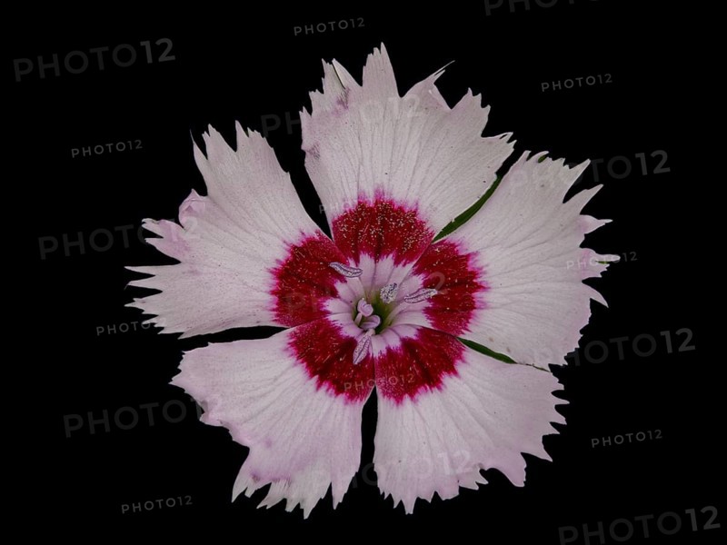 Flower of a fragrant garden carnation (Dianthus), Leimbach, Thurgau, Switzerland, Europe