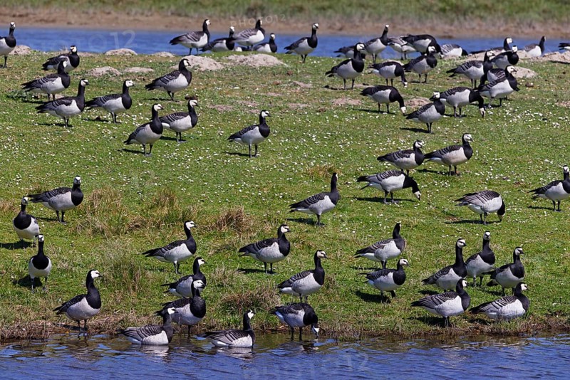Barnacle geese, barnacle geese (Branta leucopsis), flock in a meadow by the water, North Sea coast, Schleswig-Holstein, Germany, Europe
