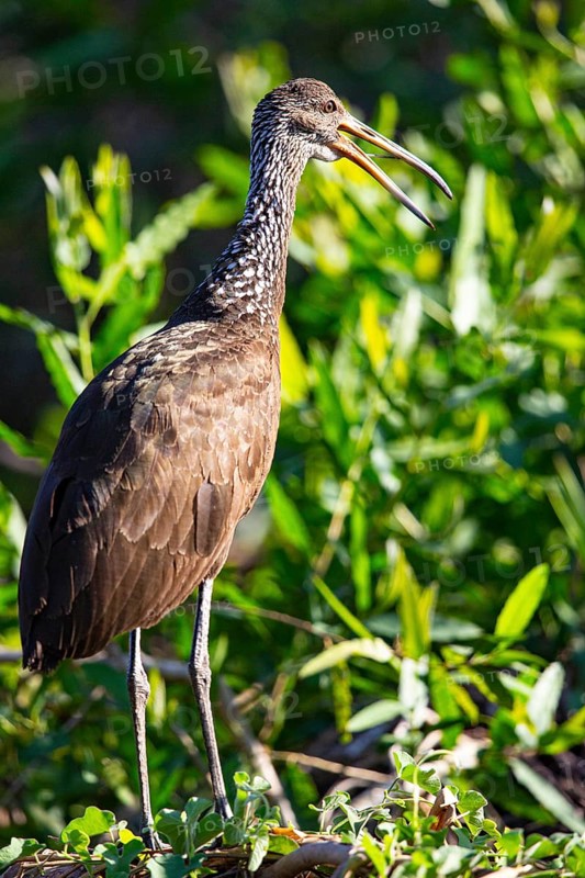Limpkin (Aramus guarauna) Pantanal Brazil