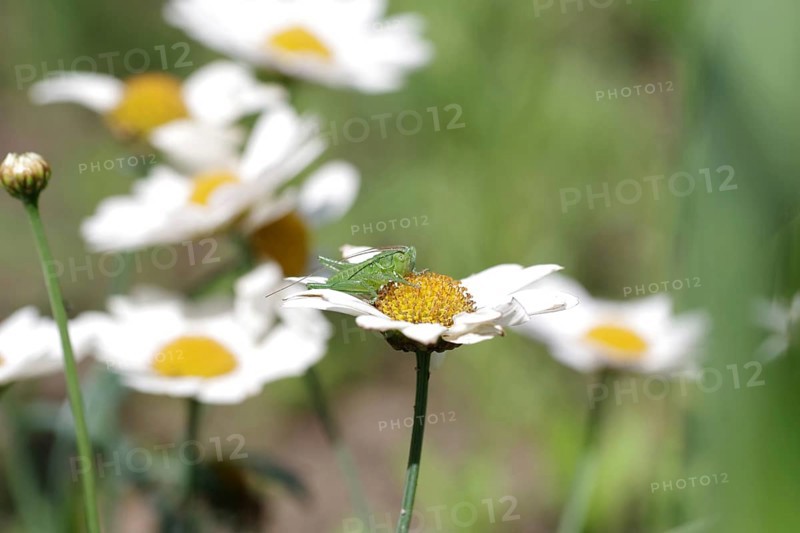 Speckled bush-cricket (Leptophyes punctatissima), young, daisies, macro, The larva of a leafhopper sits on the flower of a daisy