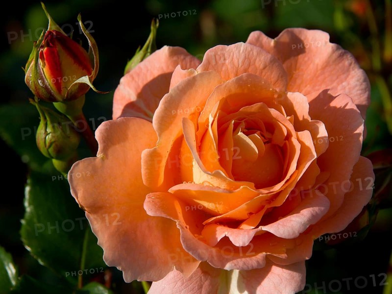 Close-up of an open orange rose with a still closed bud next to it, The rose town molde in Norway with old houses and church, Molde, Norway, Europe