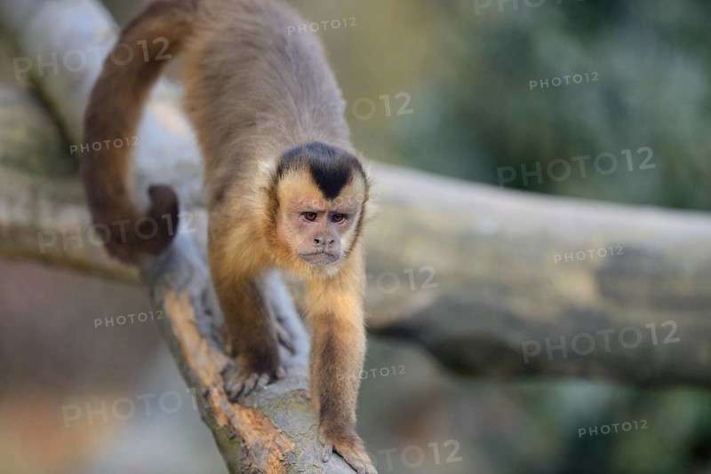 Tufted capuchin (Sapajus apella) climbing on a tree, captive, Zoo Augsburg, Germany, Europe