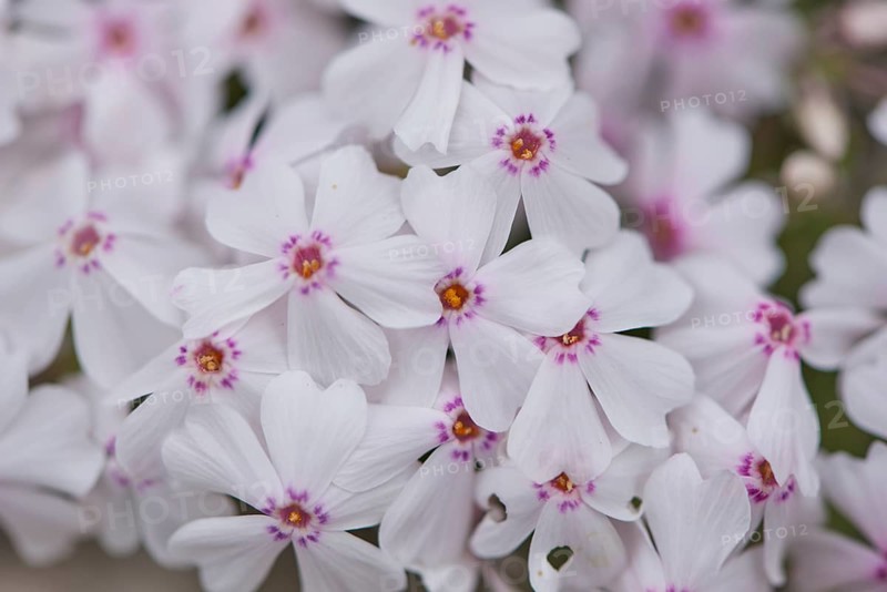 Close-up of creeping phlox (Phlox subulata) blossoms in spring