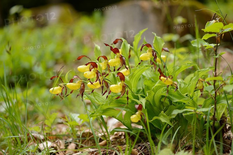Close-up of lady's-slipper orchid (Cypripedium calceolus) blossoms in a forest in spring, Upper Palatinate