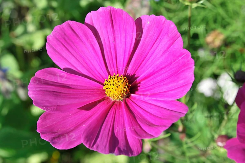 Jewellery basket, cosmea (Cosmea bipinnata), Schwaebisch Gmuend, Baden-Wuerttemberg, Germany, Europe, macro photography of a bright pink flower with green background, flower meadow, Stuttgart, Europe