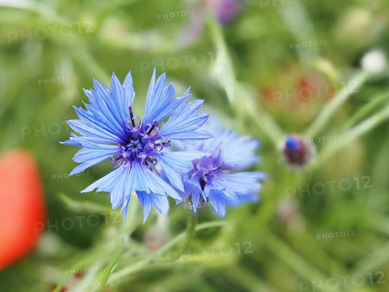 Cornflower (Centaurea cyanus), near Heimschuh, Styria, Austria, Europe