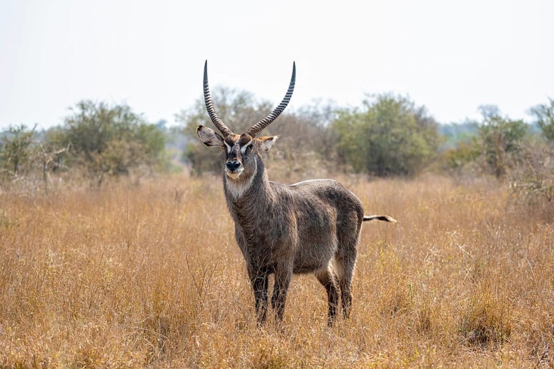 Ellipsen waterbuck (Kobus ellipsiprymnus), adult male in dry grass, Kruger National Park, South Africa, Africa