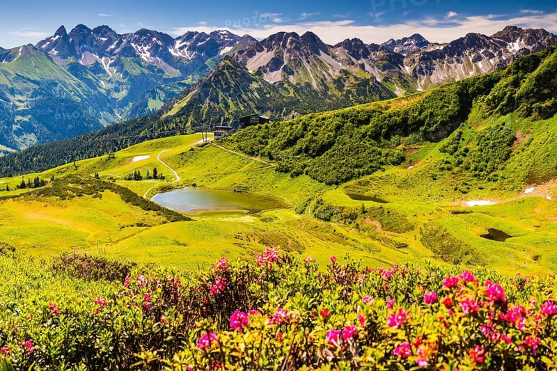 Alpine rose blossom, panorama from the Fellhorn over the Schlappoldsee and mountain station of the Fellhornbahn to the central main ridge of the Allgaeu Alps, Allgaeu, Bavaria, Germany, Europe