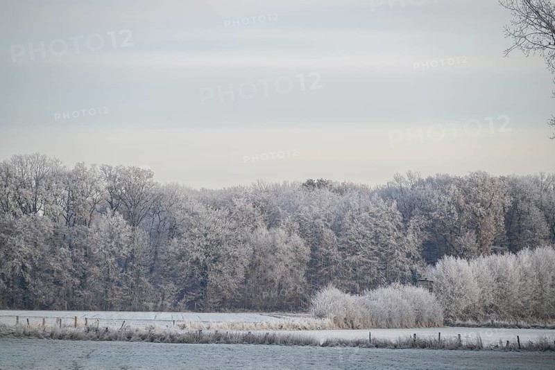 A frosty forest in the background, frozen fields in the foreground, wintry light, hoarfrost on meadows and trees against a blue sky in Muensterland, Velen, Germany, Europe