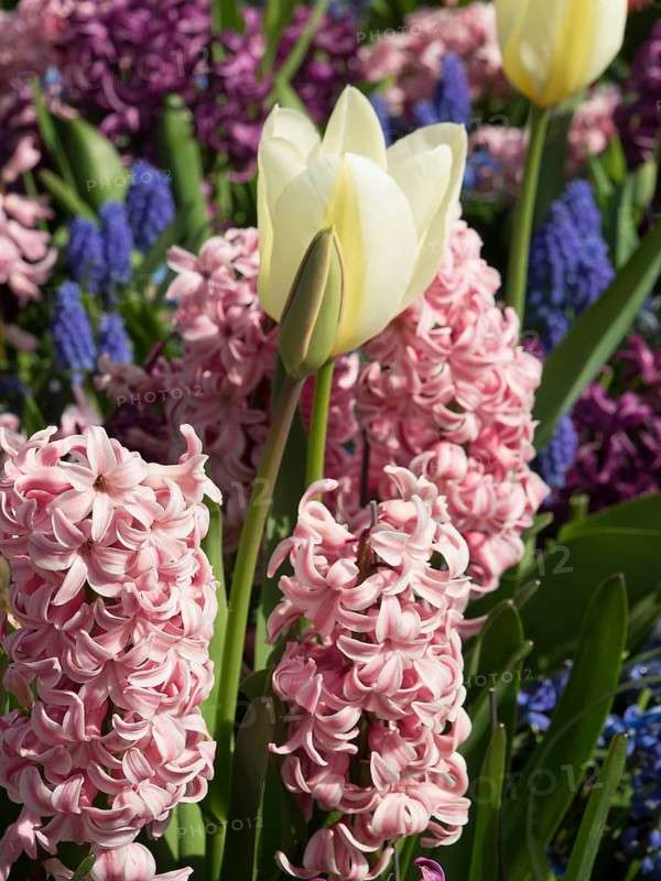 Close-up of white tulips and pink hyacinths in a colourful flower bed, many colourful, blooming tulips in springtime in the Netherlands, amsterdam, netherlands