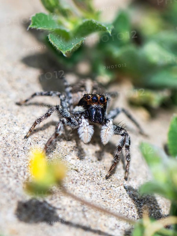 Half-edged Wall Jumping Spider, Menemerus semilimbatus, Albania, Europe