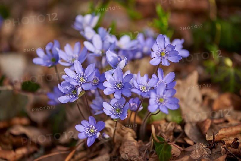 Close-up of Common Hepatica (Anemone hepatica) blossoms in a forest in spring, Bavaria, Germany, Europe
