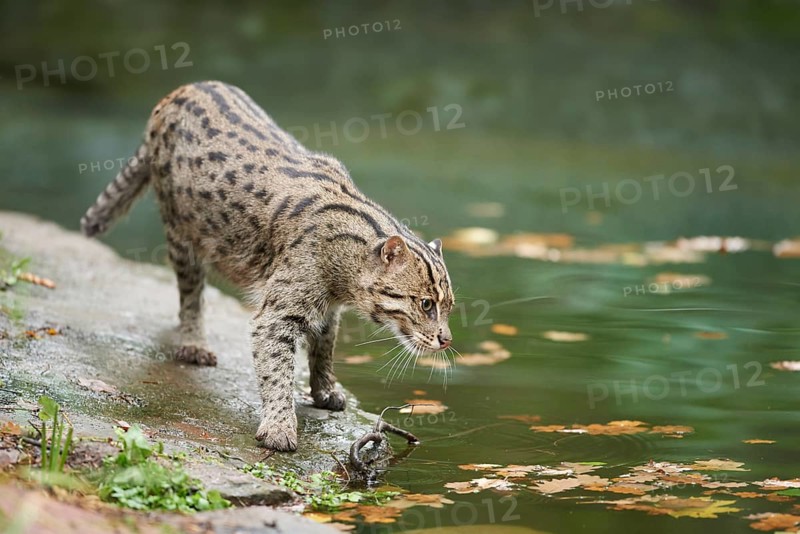Close-up of a fishing cat (Prionailurus viverrinus) at the shore of a lake, captive