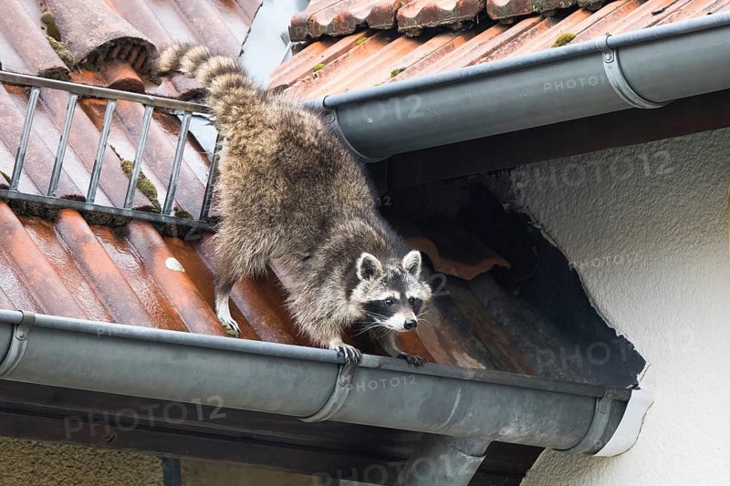 A raccoon (Procyon lotor) balancing on a gutter on a building, Hesse, Germany, Europe