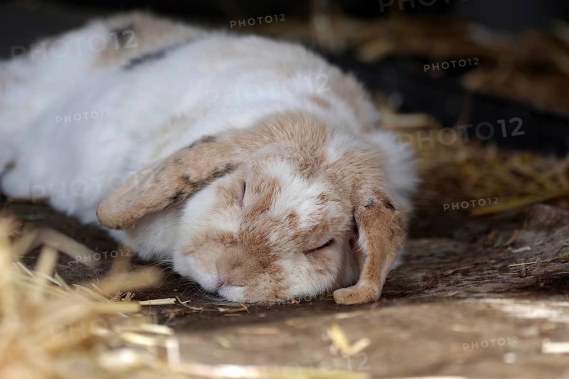Rabbit (Oryctolagus cuniculus domestica), ram rabbit, sleeping, portrait of a sleeping rabbit with floppy ears