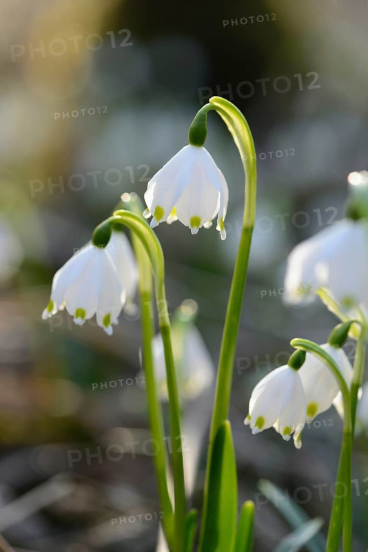 Close-up of Spring Snowflake (Leucojum vernum) blossoms in a forest in spring