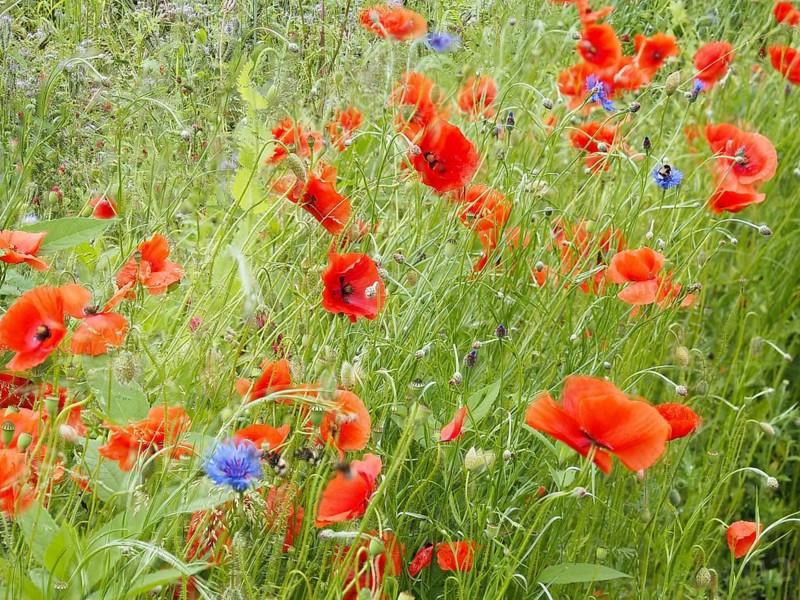 Poppy field in bloom, cornflowers in between, near Heimschuh, Styria, Austria, Europe