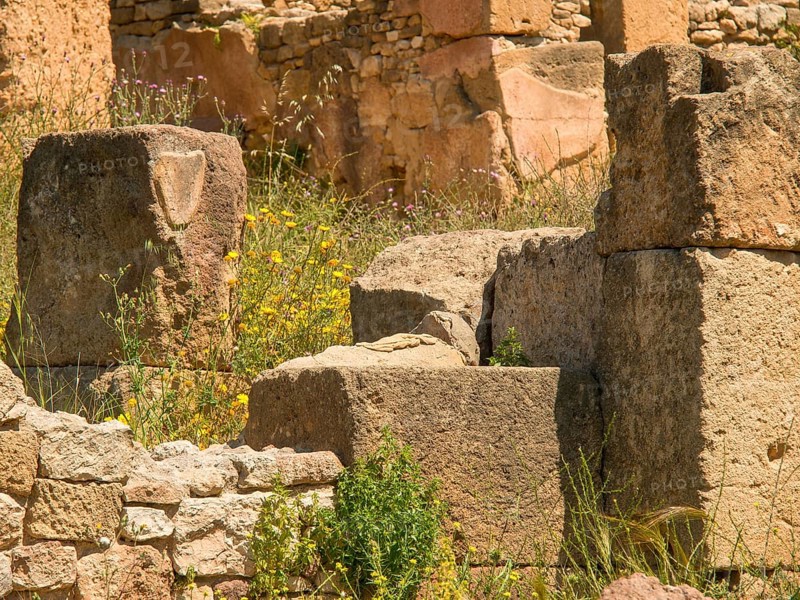 Ancient ruins made of stones, partly overgrown with plants in a natural environment, Tunis in Africa with ruins from Roman times, modern mosques and blue and white houses in sidi-bou-said, Tunis, Tunisia, Africa