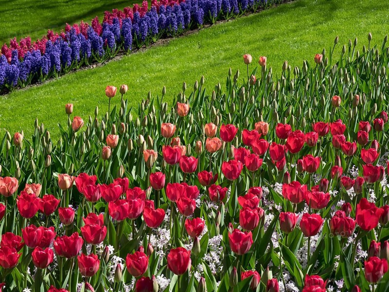 A flower meadow of red tulips and blue hyacinths on a green lawn, many colourful, blooming tulips in a garden in the Netherlands during springtime, Amsterdam, Netherlands