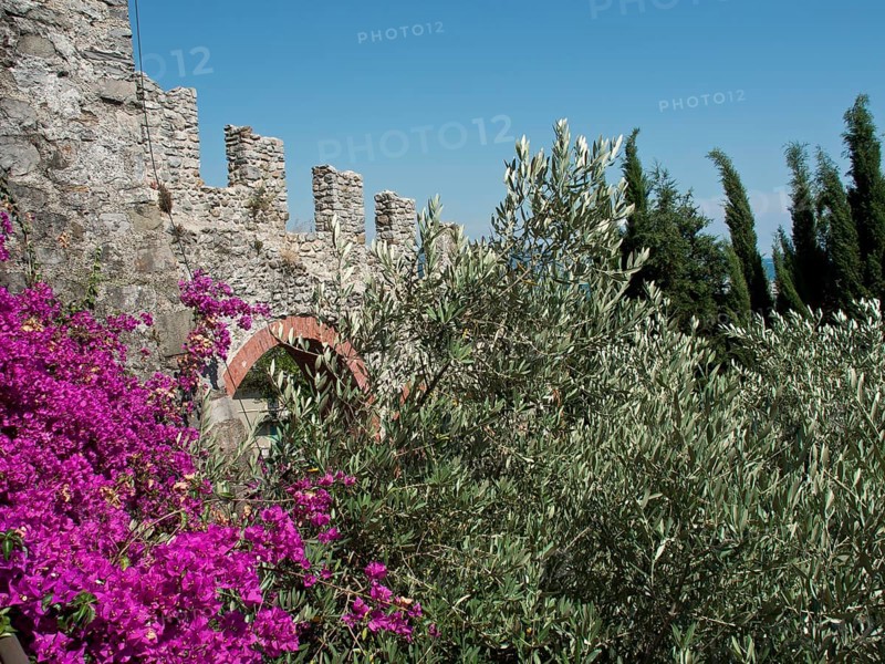Old wall and bougainvillea plants with cypresses in the background, Bari, Italy, Europe