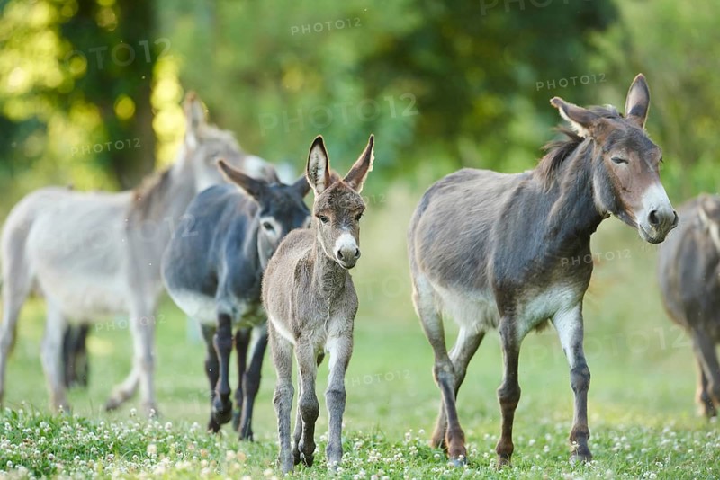 Close-up of a donkey or ass (Equus africanus asinus) mother with her youngster on a meadow in summer