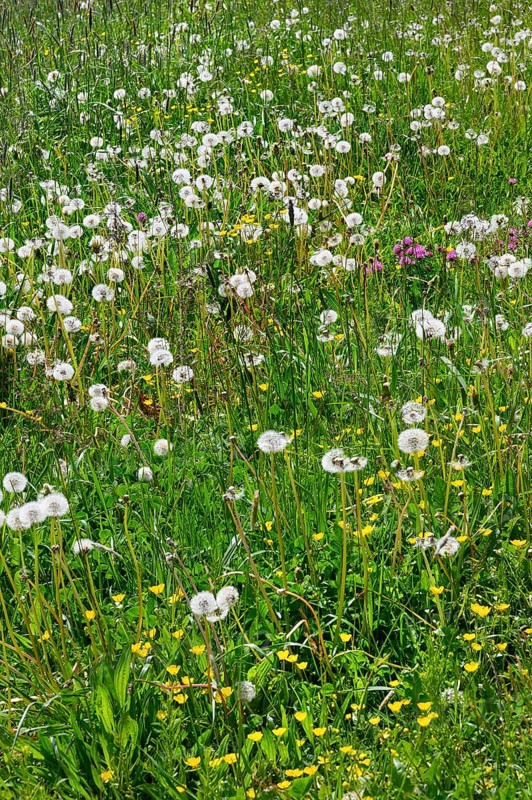 Meadow with dandelion, common dandelion (Taraxacum sect. Ruderalia), and ranunculus auricomus (Ranunculus auricomus agg.), Allgaeu, Bavaria, Germany, Europe
