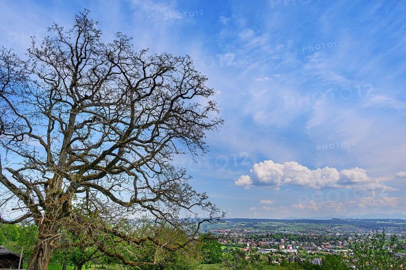 Ash tree in spring (Fraxinus excelsior), bottom right Kempten, Allgaeu, Bavaria, Germany, Europe