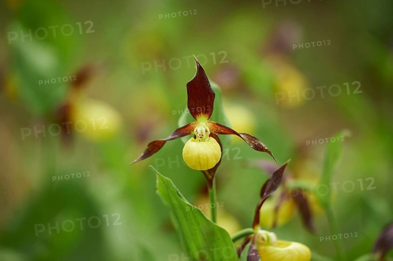 Close-up of lady's-slipper orchid (Cypripedium calceolus) blossom in a forest in early summer