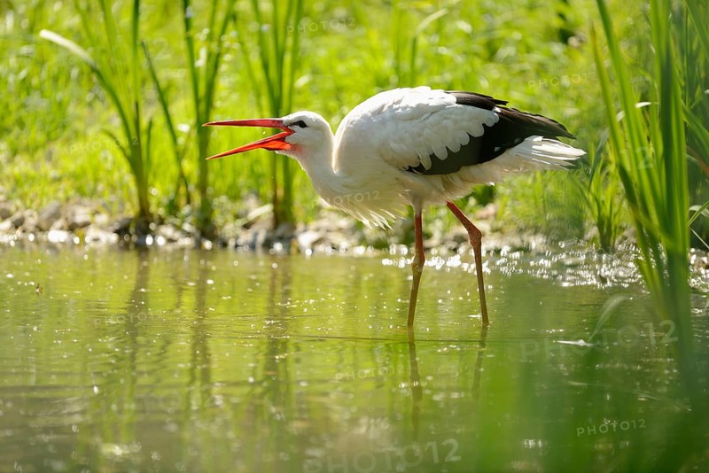 Close-up of a white stork (Ciconia ciconia) at the water stain in spring