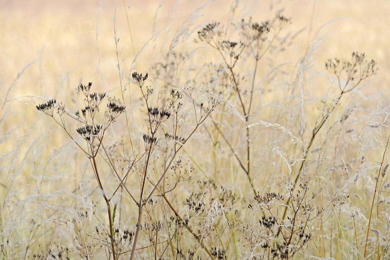 Umbellifer (Apiaceae) with fruiting stems and true grass (Poaceae), North Rhine-Westphalia, Germany, Europe