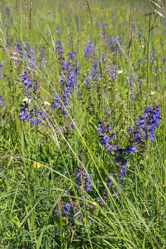 Meadow clary (Salvia pratensis) in a meadow, bee forage meadow, forage meadow, Baden-Wuerttemberg, Germany, Europe