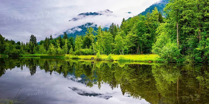 Water reflection in the moor pond, near Oberstdorf, Oberallgaeu, Allgaeu, Bavaria, Germany, Europe