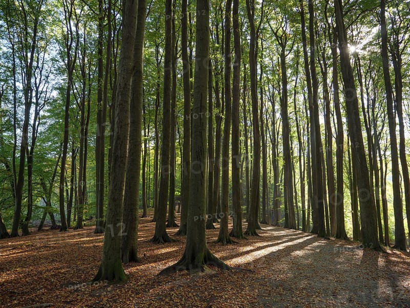 Deciduous forest in autumn, broken by sunlight, with long shadows and a calming natural atmosphere, colourful forest in autumn with a small lake, Ruegen, germany