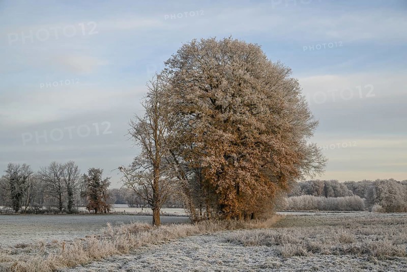 Some trees on a frost-covered meadow in a wintry landscape with clear sky, Frosty winter time in the early morning on fields and meadows in Muensterland, velen, Germany, Europe