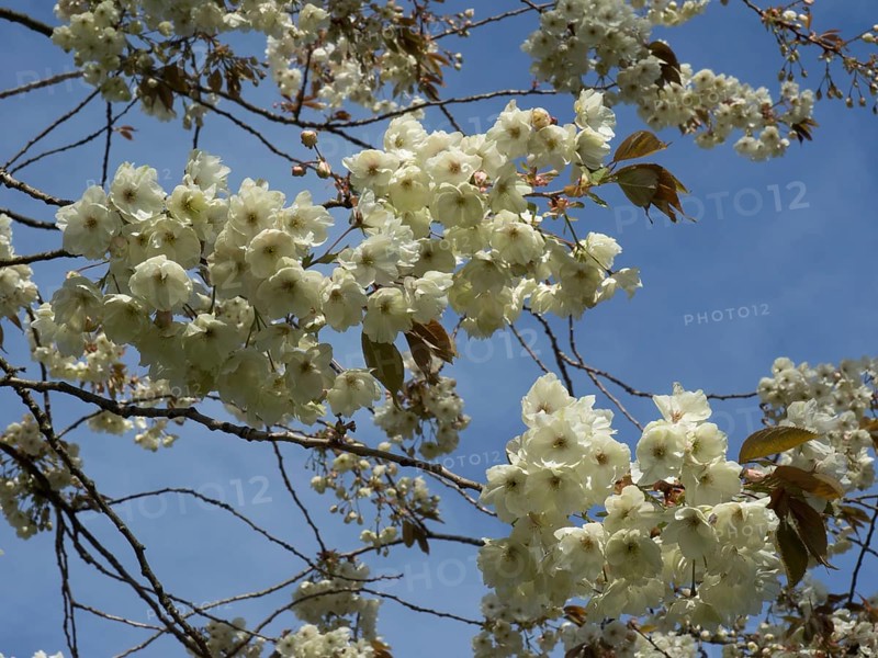 White flowers of a blossoming tree in front of a blue sky in spring, many colourful, blooming tulips in springtime in the Netherlands, amsterdam, netherlands