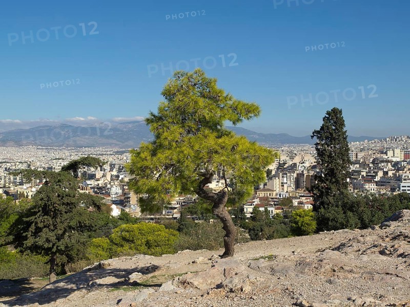 Single trees on a hill overlooking a city under a clear sky, Ancient buildings with columns and trees on the Acropolis in Athens against a blue sky, athens, greece