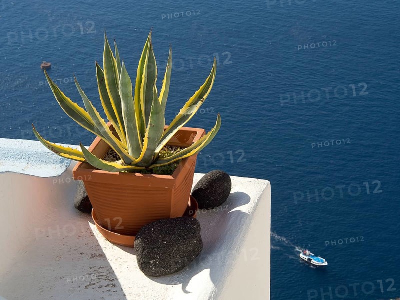 Close-up of a potted plant on a white balcony overlooking the sea, The volcanic island of Santorini with blue and white houses and churches, flowers and palm trees on a volcanic island, santorini, greece