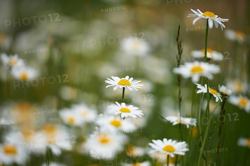 Close-up of a flower meadow with ox-eye daisy (Leucanthemum vulgare) blossoms in early summer