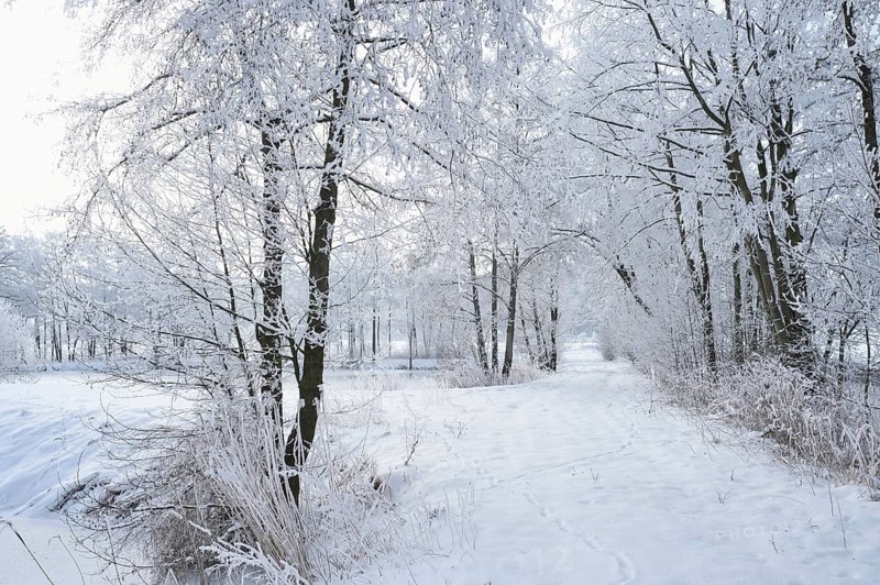 Landscape of a snow trail and frozen common alder (Tilia tomentosa) trees in winter, Bavaria, Germany, Europe