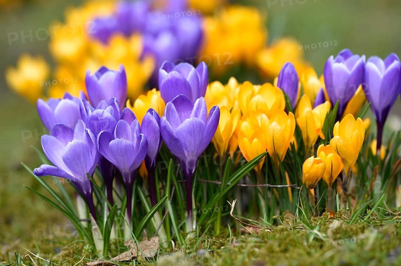 Spring Crocus or Giant Crocus (Crocus cultivars) flowering colourful in spring