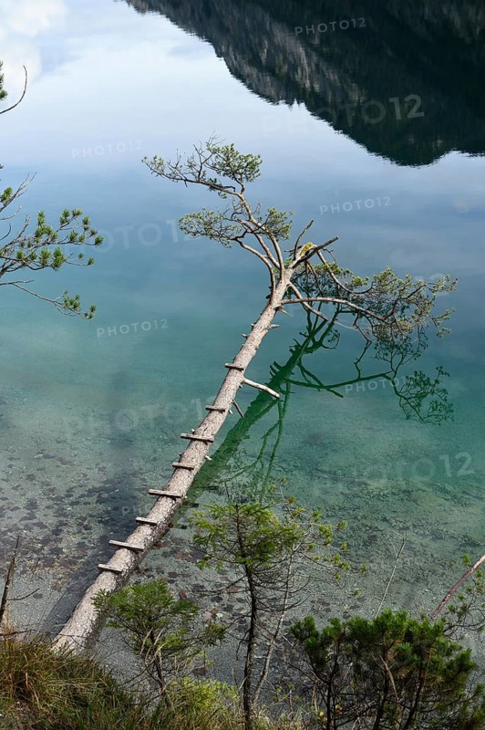 Landscape of a Scots pine (Pinus sylvestris) hanging over the water of a clear lake (Plansee) in autumn in Tirol
