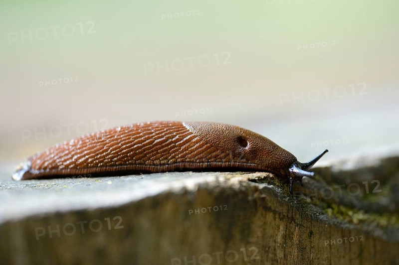 Close-up of a Spanish slug (Arion vulgaris) youngster in a forest in early summer