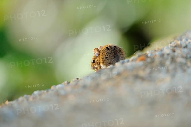 Close-up of a wood mouse (Apodemus sylvaticus) on a path in a forest in early summer