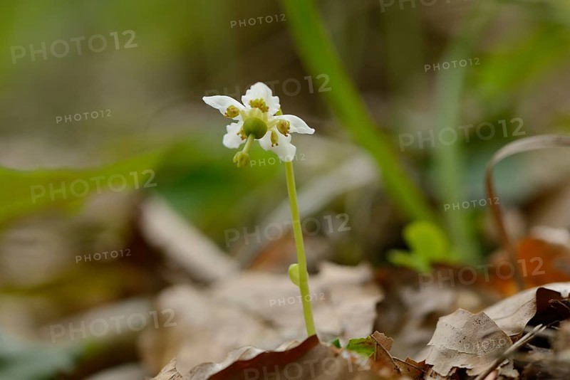 Close-up of a One-flowered Wintergreen (Moneses uniflora) blossom in a forest in spring, Upper Palatinate