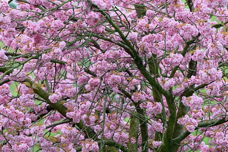 Japanese flowering cherry (Prunus serrulata Kanzan) in bloom, North Rhine-Westphalia, Germany, Europe