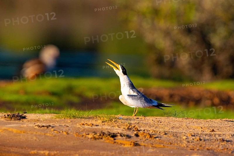 Large-billed Tern (Phaetusa simplex) Pantanal Brazil