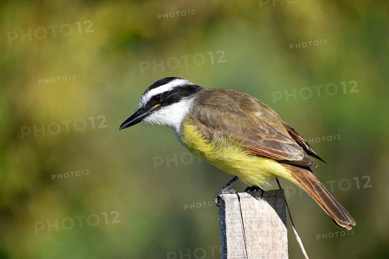Great kiskadee (Pitangus sulphuratus), seen in Buenos Aires, Argentina, South America