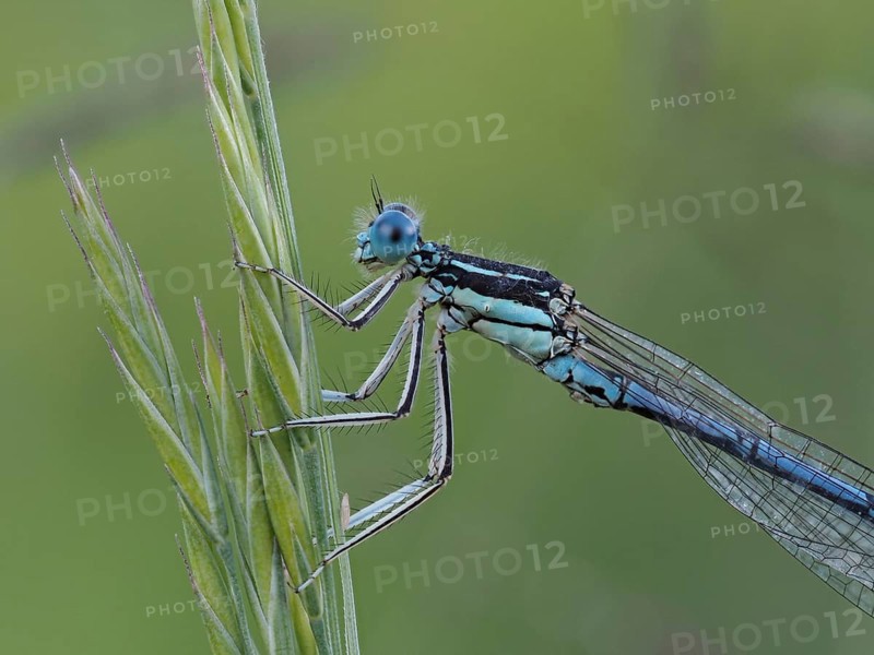 Dragonfly, Common blue damselfly (Enallagma cyathigerum), close-up with focus stacking, at Sulmsee, near Leibnitz, Styria, Austria, Europe